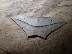 Timandra punctinervis