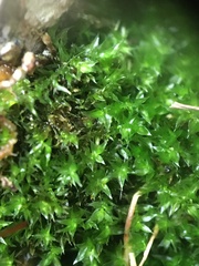 Anacamptodon splachnoides