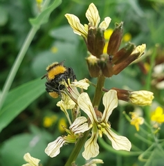 Bombus sonorus