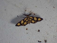 Pseudeuchromia maculifera