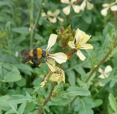 Bombus sonorus