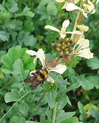 Bombus sonorus
