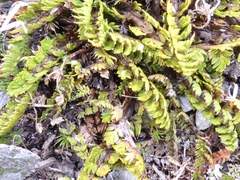 Anisotome flexuosa