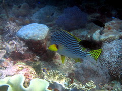 Plectorhinchus lineatus