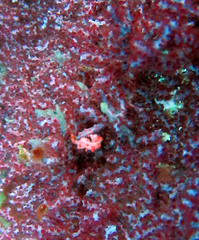 Hippocampus bargibanti