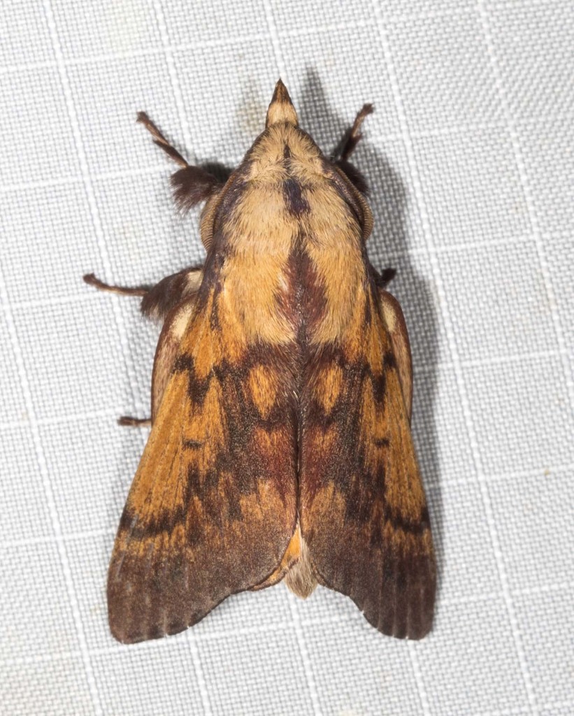 Entometa decorata
