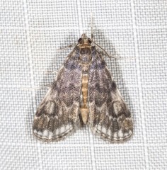 Elophila responsalis