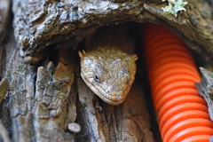 Abronia lythrochila