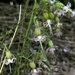 Lemmon's Catchfly - Photo (c) Wayfinder_73, some rights reserved (CC BY-NC-ND)