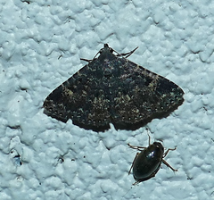 Metalectra diabolica