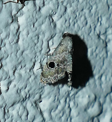 Abablemma duomaculata