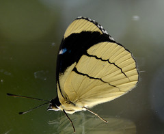Perisama oppelii erebina