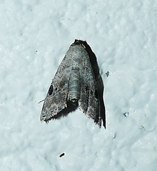 Abablemma duomaculata