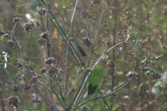 Certhiaxis cinnamomeus