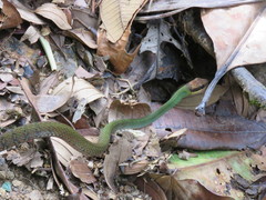 Dendrophidion clarkii