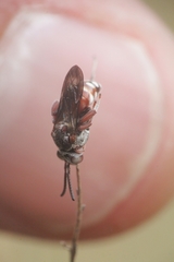 Pasites maculatus