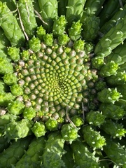Euphorbia flanaganii