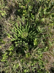 Euphorbia flanaganii