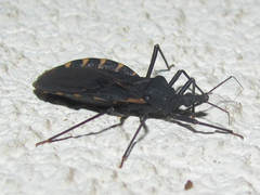 Triatoma gerstaeckeri