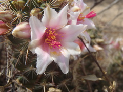 Mammillaria thornberi