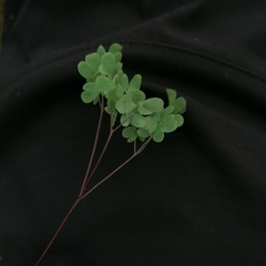 Thalictrum petaloideum