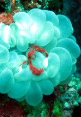 Achaeus japonicus