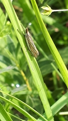 Crambus silvella