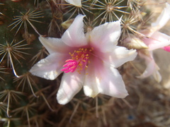 Mammillaria thornberi
