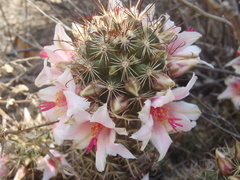 Mammillaria thornberi
