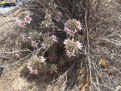 Mammillaria thornberi