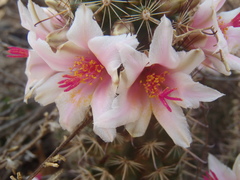 Mammillaria thornberi