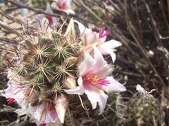 Mammillaria thornberi