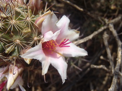 Mammillaria thornberi