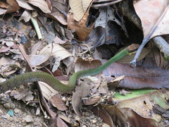 Dendrophidion clarkii