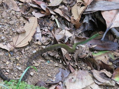 Dendrophidion clarkii