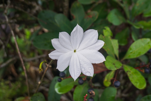 Jasminum nobile observed 2018-03-29