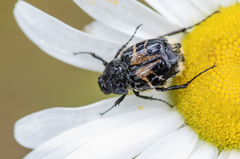 Trichiotinus affinis