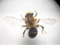 Colletes abeillei