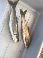 Mylocheilus caurinus