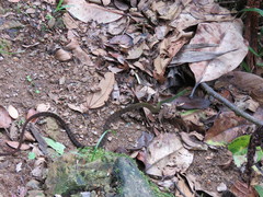 Dendrophidion clarkii