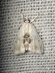 Lipocosma sicalis