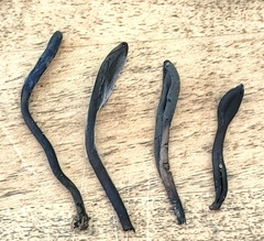 Geoglossum umbratile