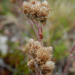 Antennaria friesiana
