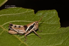 Catantopinae