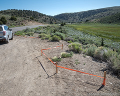Astragalus curvicarpus
