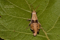 Catantopinae