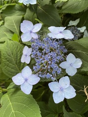 Hydrangea serrata