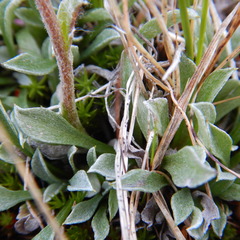Antennaria friesiana