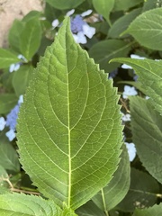 Hydrangea serrata