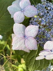 Hydrangea serrata